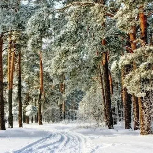 Отель Сосновый бор - главное фото